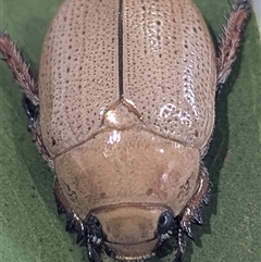 Anoplognathus pallidicollis at Kambah, ACT - 16 Dec 2024 by HelenCross