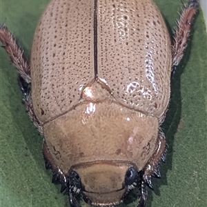 Anoplognathus pallidicollis at Kambah, ACT - suppressed