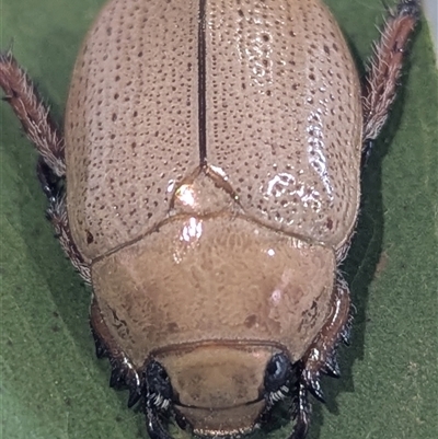 Anoplognathus pallidicollis (Cashew beetle) at Kambah, ACT - 17 Dec 2024 by HelenCross