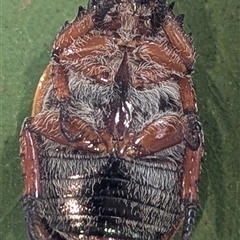 Anoplognathus pallidicollis at Kambah, ACT - suppressed