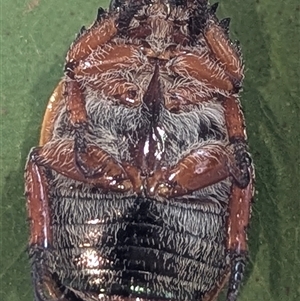 Anoplognathus pallidicollis at Kambah, ACT - suppressed