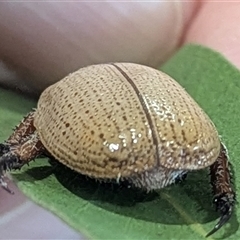 Anoplognathus pallidicollis at Kambah, ACT - suppressed