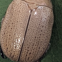 Anoplognathus pallidicollis at Kambah, ACT - suppressed