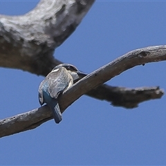 Todiramphus sanctus (Sacred Kingfisher) at Rottnest Island, WA - 16 Dec 2024 by MichaelWenke