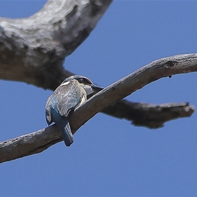 Todiramphus sanctus (Sacred Kingfisher) at Rottnest Island, WA - 16 Dec 2024 by MichaelWenke