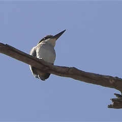 Todiramphus sanctus at Rottnest Island, WA - 16 Dec 2024 11:46 AM