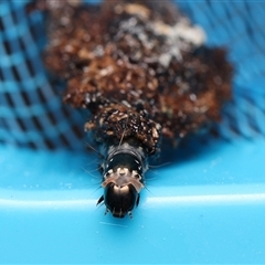 Cebysa leucotelus at Monash, ACT - suppressed