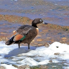 Tadorna tadornoides (Australian Shelduck) at Rottnest Island, WA - 16 Dec 2024 by MichaelWenke