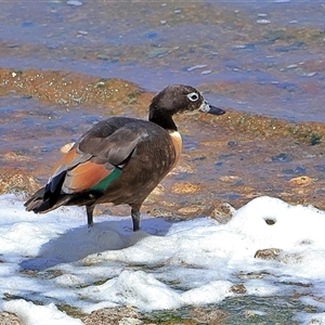 Tadorna tadornoides (Australian Shelduck) at Rottnest Island, WA by MichaelWenke