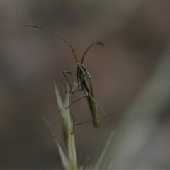 Unidentified Other true bug at Macgregor, ACT - 17 Dec 2024 by Caric