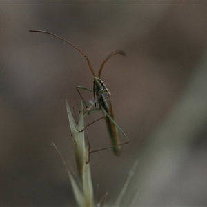 Mutusca brevicornis at Macgregor, ACT - 17 Dec 2024