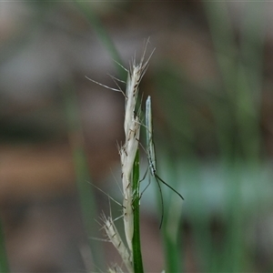 Mutusca brevicornis at Macgregor, ACT - 17 Dec 2024