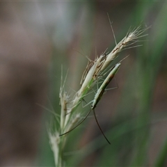 Unidentified at suppressed - 17 Dec 2024