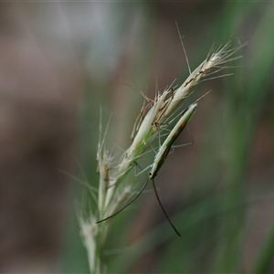 Mutusca brevicornis at Macgregor, ACT - 17 Dec 2024