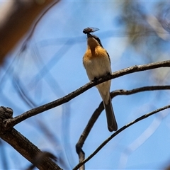 Myiagra rubecula (Leaden Flycatcher) at Latham, ACT - 2 Dec 2024 by AlisonMilton