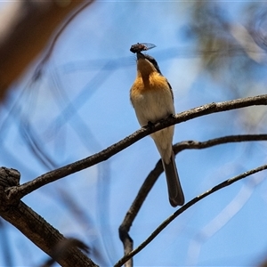 Myiagra rubecula at Latham, ACT - 2 Dec 2024 11:32 AM