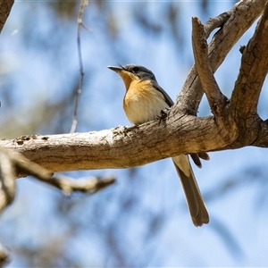 Myiagra rubecula at Latham, ACT - 2 Dec 2024