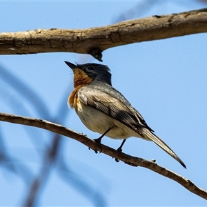 Myiagra rubecula at Latham, ACT - 2 Dec 2024 11:32 AM