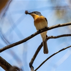 Myiagra rubecula at Latham, ACT - 2 Dec 2024 11:32 AM