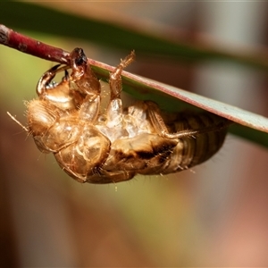 Cicadettini sp. (tribe) (Cicada) at Bruce, ACT by AlisonMilton