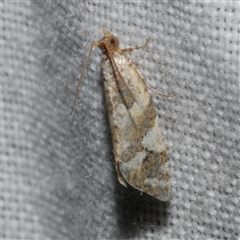 Euphona euphona (A Tortricid moth) at Freshwater Creek, VIC - 4 Nov 2024 by WendyEM