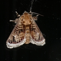 Doratifera vulnerans (Mottled Cup Moth) at Charleys Forest, NSW - 16 Dec 2024 by arjay