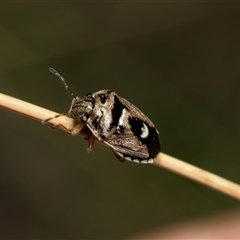 Menida plebeia at Bruce, ACT - 21 Nov 2024 by AlisonMilton