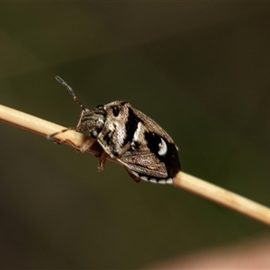 Menida plebeia at Bruce, ACT by AlisonMilton