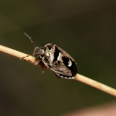 Menida plebeia (Shield Bug) at Bruce, ACT - 22 Nov 2024 by AlisonMilton