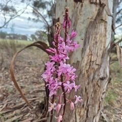 Dipodium roseum (Rosy Hyacinth Orchid) at Bungendore, NSW - 17 Dec 2024 by clarehoneydove