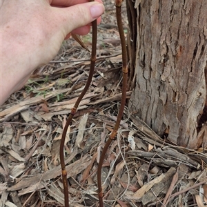 Dipodium roseum at Bungendore, NSW - suppressed