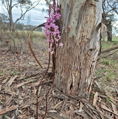 Dipodium roseum at Bungendore, NSW - suppressed