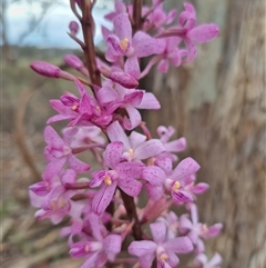 Dipodium roseum at Bungendore, NSW - suppressed