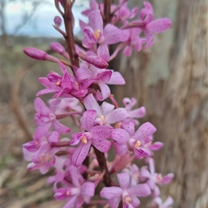 Dipodium roseum at Bungendore, NSW - suppressed