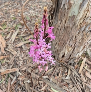 Dipodium roseum at Bungendore, NSW - suppressed