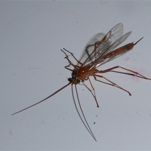 Netelia sp. (genus) at Charleys Forest, NSW - suppressed