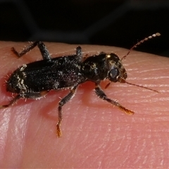 Eleale sp. (genus) (Clerid beetle) at Charleys Forest, NSW - 16 Dec 2024 by arjay