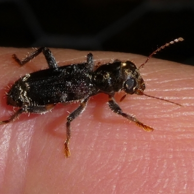 Eleale sp. (genus) (Clerid beetle) at Charleys Forest, NSW - 16 Dec 2024 by arjay