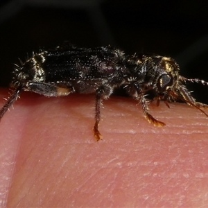 Eleale sp. (genus) at Charleys Forest, NSW - 16 Dec 2024