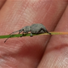 Merimnetes oblongus (Radiata pine shoot weevil) at Bruce, ACT - 22 Nov 2024 by AlisonMilton