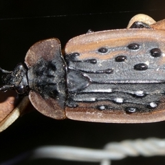 Ptomaphila lacrymosa (Carrion Beetle) at Charleys Forest, NSW - 16 Dec 2024 by arjay