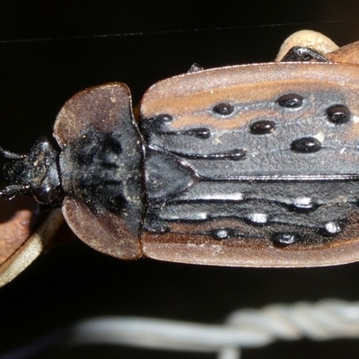 Ptomaphila lacrymosa (Carrion Beetle) at Charleys Forest, NSW - 16 Dec 2024 by arjay