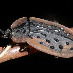 Ptomaphila lacrymosa at Charleys Forest, NSW - suppressed