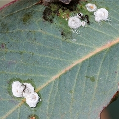 Glycaspis sp. (genus) (Unidentified sugary lerp) at Bruce, ACT - 22 Nov 2024 by AlisonMilton