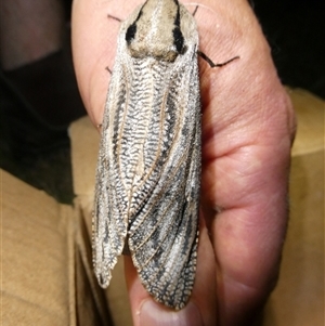 Endoxyla cinereus (Giant Wood Moth) at Charleys Forest, NSW by arjay