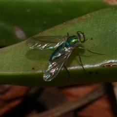 Sciapodinae (subfamily) (A long-legged fly) at Freshwater Creek, VIC - 4 Nov 2024 by WendyEM