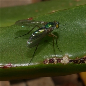 Sciapodinae (subfamily) at Freshwater Creek, VIC - 4 Nov 2024 01:44 PM