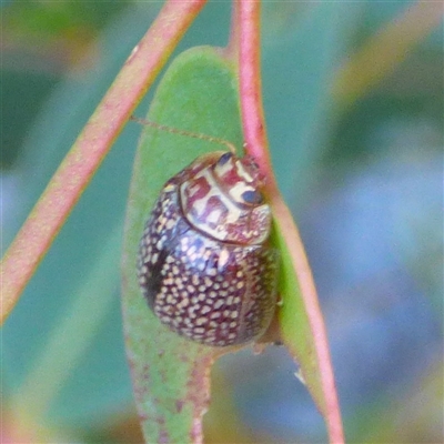 Paropsisterna decolorata (A Eucalyptus leaf beetle) at West Hobart, TAS - 15 Dec 2024 by VanessaC