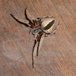 Hortophora transmarina (Garden Orb Weaver) at Charleys Forest, NSW by arjay