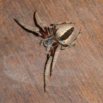 Hortophora transmarina (Garden Orb Weaver) at Charleys Forest, NSW - 14 Dec 2024 by arjay